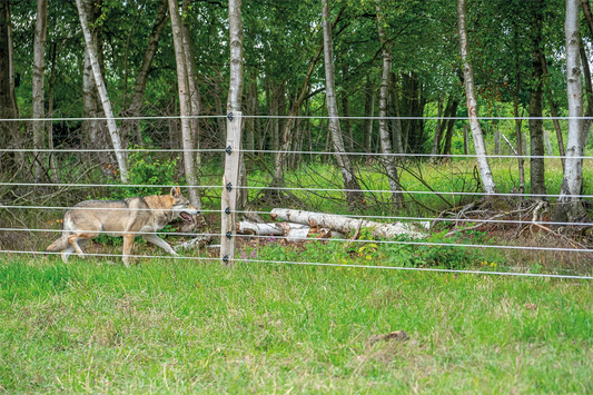 Die Wolfsabwehr - so schützen Sie Ihre Tiere effektiv vor dem Wolf!